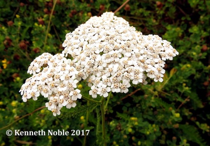 yarrow (Achillea millefolium) Kenneth Noble